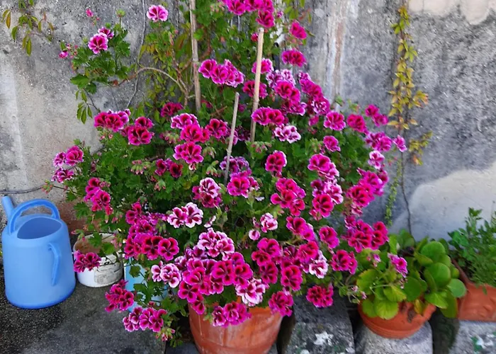 Chola Ξενοδοχείο *